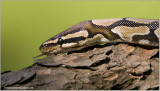 Royal Python (captive)