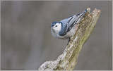 White-breasted Nuthatch