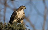 Red-tailed hawk