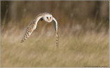 Barn Owl   (captive)