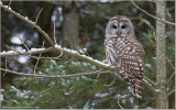 Favourite Owl Images