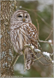 Barred Owl