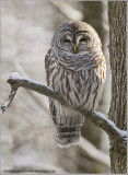 Barred Owl