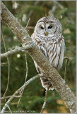 Barred owl