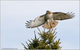 Red-tailed in flight