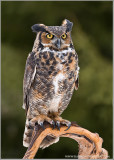 Great Horned Owl    (captive)