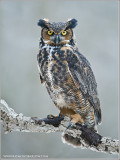 Great Horned Owl   (captive)