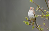 Field Sparrow Singing 