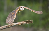 Barn Owl  (captive)