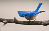 Eastern Bluebird