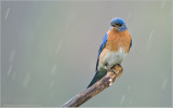 Eastern Bluebird 