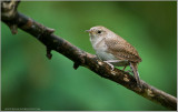 House Wren