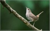 House Wren
