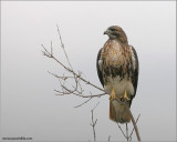 Red-tailed Hawk 85