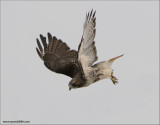 Red-tailed Hawk 87