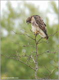 Red-tailed Hawk 89