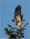 Red-tailed Hawk 91