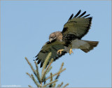 Red-tailed Hawk 92