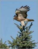 Red-tailed Hawk 94