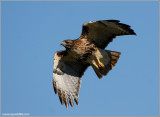 Red-tailed Hawk 95