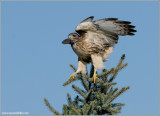 Red-tailed Hawk  96