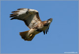 Red-tailed Hawk 97