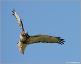 Red-tailed Hawk 99