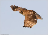 Red-tailed Hawk   Re-edit 101