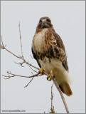 Red-tailed Hawk 102