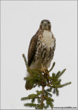 Red-tailed Hawk 104