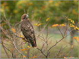 Red-tailed Hawk 105