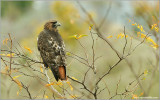 Red-tailed Hawk 106