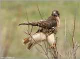 Red-tailed Hawk 107