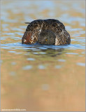 Northern Shoveler 10