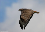 Red-tailed Hawk 108