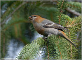 Pine Grosbeak female 2