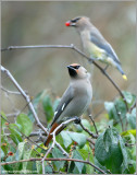 Bohemian Waxwing 1