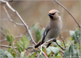 Bohemian Waxwing 2