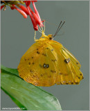Bergers Clouded Yellow  44