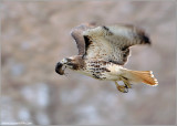 Red-tailed Hawk with lunch 109