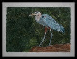 Great Blue Heron.jpg