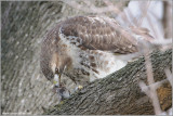 Red-tailed Hawk with lunch 111