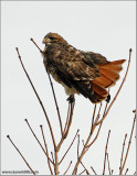 Red-tailed Hawk 113