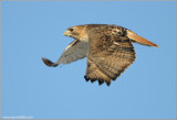 Red-tailed Hawk in flight 115