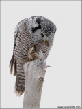Northern Hawk Owl beheading a Vole 9
