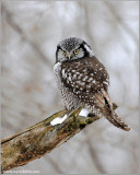Northern Hawk Owl 23