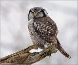 Northern Hawk Owl hunting 24