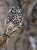 Northern Hawk Owl 26