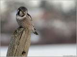 Northern Hawk Owl hunting 28