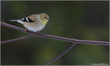 American Goldfinch 15